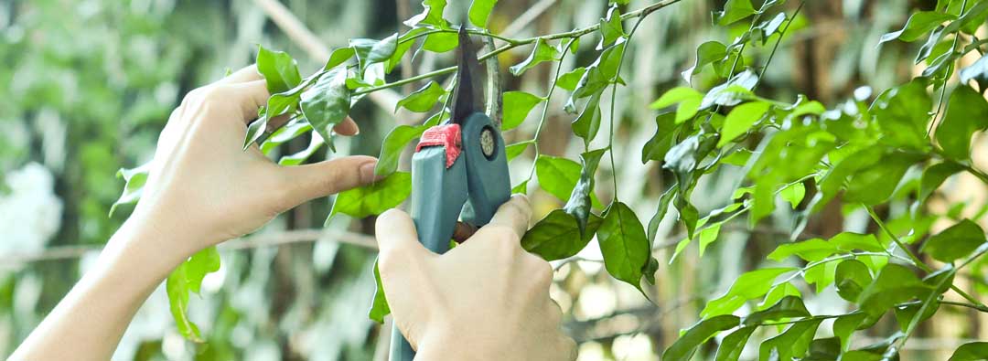 Tree-Pruning-Sydney